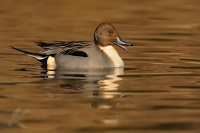 Ostralka stihla 2274